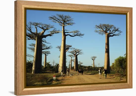 Madagascar, Morondava, Baobab Alley, Tourist Taking Pictures-Anthony Asael-Framed Premier Image Canvas