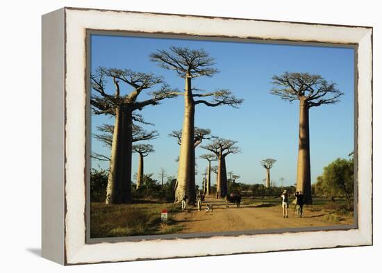 Madagascar, Morondava, Baobab Alley, Tourist Taking Pictures-Anthony Asael-Framed Premier Image Canvas