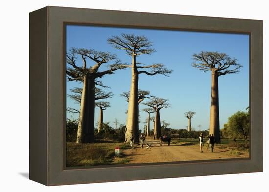 Madagascar, Morondava, Baobab Alley, Tourist Taking Pictures-Anthony Asael-Framed Premier Image Canvas