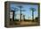 Madagascar, Morondava, Baobab Alley, Tourist Taking Pictures-Anthony Asael-Framed Premier Image Canvas