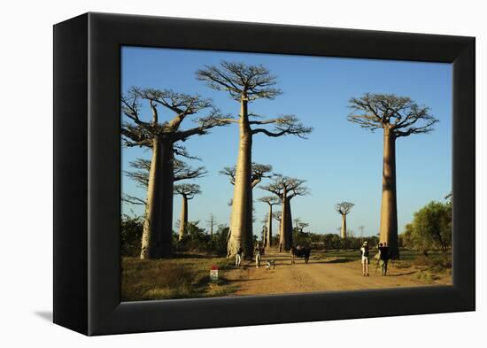 Madagascar, Morondava, Baobab Alley, Tourist Taking Pictures-Anthony Asael-Framed Premier Image Canvas