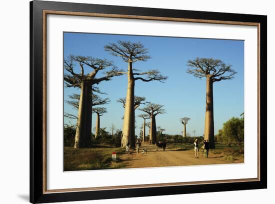 Madagascar, Morondava, Baobab Alley, Tourist Taking Pictures-Anthony Asael-Framed Photographic Print