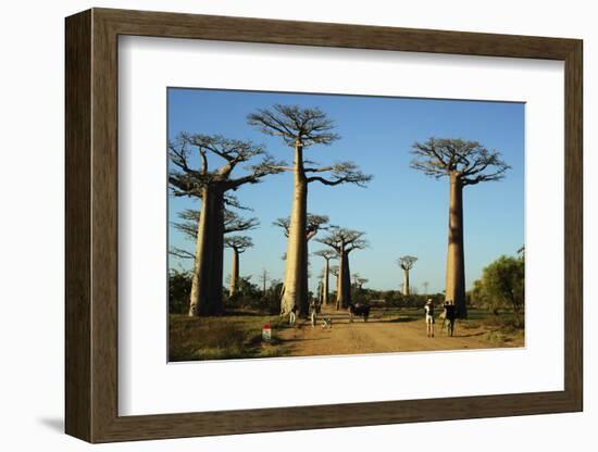 Madagascar, Morondava, Baobab Alley, Tourist Taking Pictures-Anthony Asael-Framed Photographic Print