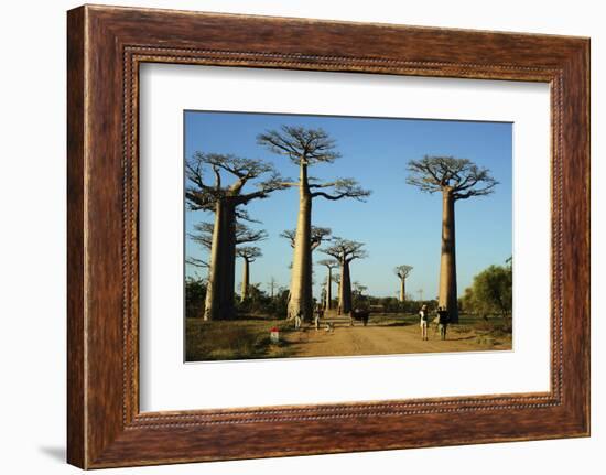 Madagascar, Morondava, Baobab Alley, Tourist Taking Pictures-Anthony Asael-Framed Photographic Print