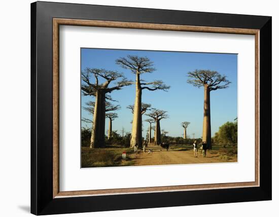 Madagascar, Morondava, Baobab Alley, Tourist Taking Pictures-Anthony Asael-Framed Photographic Print