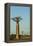 Madagascar, Morondava, Baobab Alley, View on Adansonia Grandidieri-Anthony Asael-Framed Premier Image Canvas