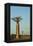 Madagascar, Morondava, Baobab Alley, View on Adansonia Grandidieri-Anthony Asael-Framed Premier Image Canvas