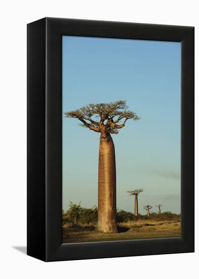 Madagascar, Morondava, Baobab Alley, View on Adansonia Grandidieri-Anthony Asael-Framed Premier Image Canvas