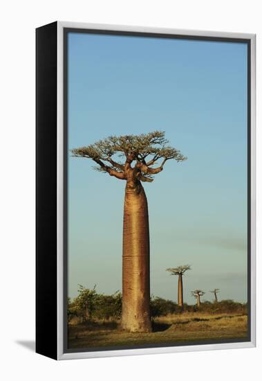 Madagascar, Morondava, Baobab Alley, View on Adansonia Grandidieri-Anthony Asael-Framed Premier Image Canvas