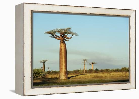 Madagascar, Morondava, Baobab Alley, View on Adansonia Grandidieri-Anthony Asael-Framed Premier Image Canvas