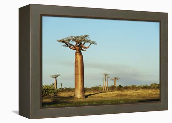 Madagascar, Morondava, Baobab Alley, View on Adansonia Grandidieri-Anthony Asael-Framed Premier Image Canvas