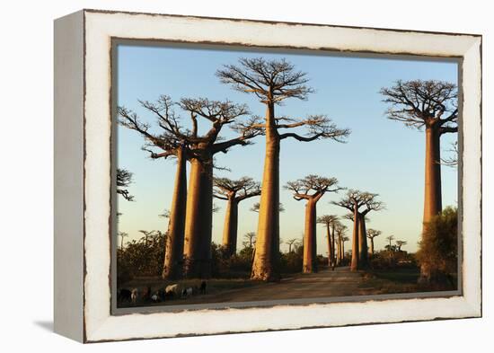 Madagascar, Morondava, Baobab Alley, View on Adansonia Grandidieri-Anthony Asael-Framed Premier Image Canvas