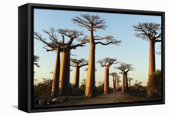 Madagascar, Morondava, Baobab Alley, View on Adansonia Grandidieri-Anthony Asael-Framed Premier Image Canvas