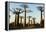 Madagascar, Morondava, Baobab Alley, View on Adansonia Grandidieri-Anthony Asael-Framed Premier Image Canvas