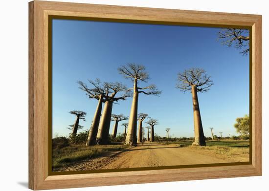 Madagascar, Morondava, Baobab Alley, View on Adansonia Grandidieri-Anthony Asael-Framed Premier Image Canvas