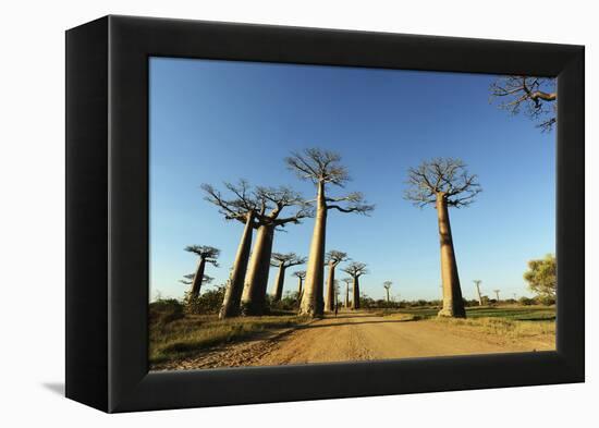 Madagascar, Morondava, Baobab Alley, View on Adansonia Grandidieri-Anthony Asael-Framed Premier Image Canvas