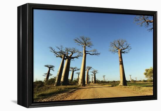 Madagascar, Morondava, Baobab Alley, View on Adansonia Grandidieri-Anthony Asael-Framed Premier Image Canvas