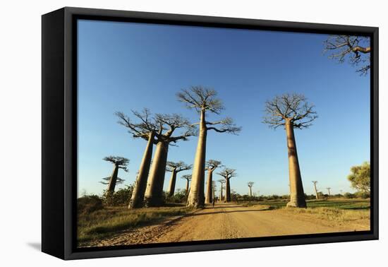 Madagascar, Morondava, Baobab Alley, View on Adansonia Grandidieri-Anthony Asael-Framed Premier Image Canvas