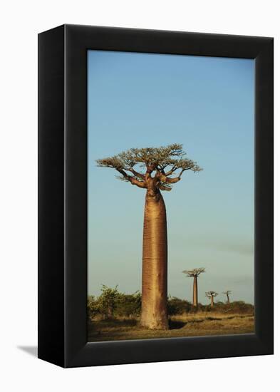 Madagascar, Morondava, Baobab Alley, View on Adansonia Grandidieri-Anthony Asael-Framed Premier Image Canvas