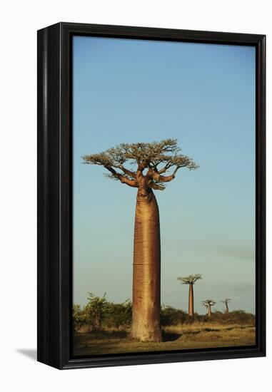 Madagascar, Morondava, Baobab Alley, View on Adansonia Grandidieri-Anthony Asael-Framed Premier Image Canvas