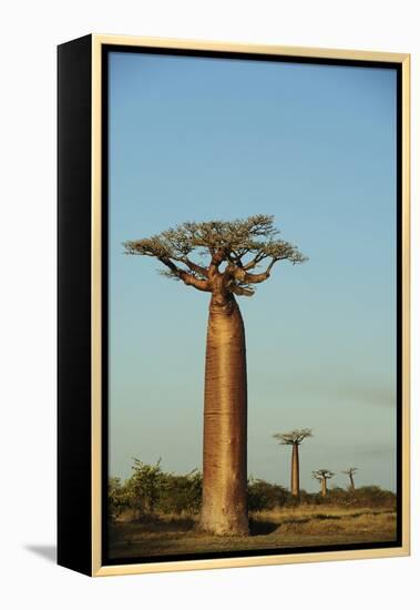 Madagascar, Morondava, Baobab Alley, View on Adansonia Grandidieri-Anthony Asael-Framed Premier Image Canvas