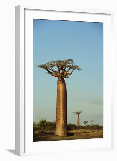 Madagascar, Morondava, Baobab Alley, View on Adansonia Grandidieri-Anthony Asael-Framed Photographic Print