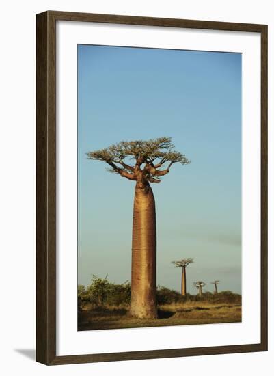 Madagascar, Morondava, Baobab Alley, View on Adansonia Grandidieri-Anthony Asael-Framed Photographic Print