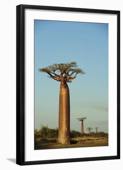 Madagascar, Morondava, Baobab Alley, View on Adansonia Grandidieri-Anthony Asael-Framed Photographic Print