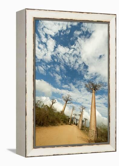 Madagascar, Morondava, Baobab Alley, View on Adansonia Grandidieri-Anthony Asael-Framed Premier Image Canvas