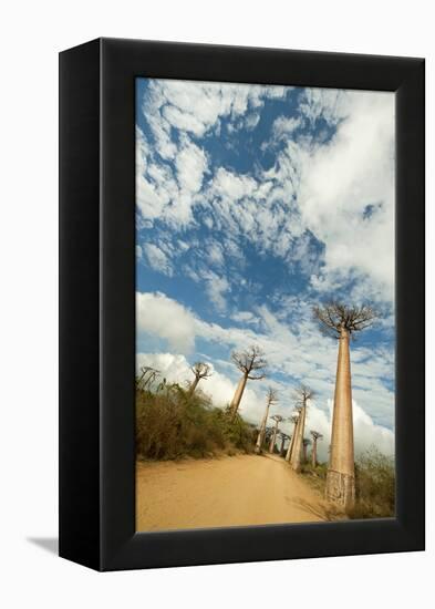 Madagascar, Morondava, Baobab Alley, View on Adansonia Grandidieri-Anthony Asael-Framed Premier Image Canvas