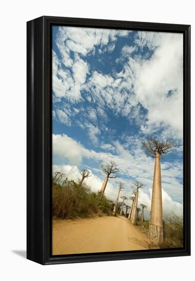 Madagascar, Morondava, Baobab Alley, View on Adansonia Grandidieri-Anthony Asael-Framed Premier Image Canvas