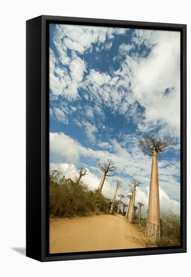 Madagascar, Morondava, Baobab Alley, View on Adansonia Grandidieri-Anthony Asael-Framed Premier Image Canvas