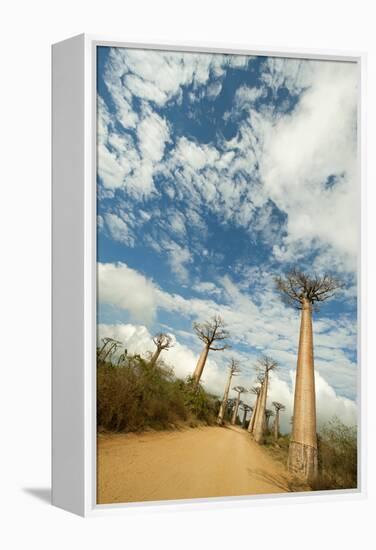 Madagascar, Morondava, Baobab Alley, View on Adansonia Grandidieri-Anthony Asael-Framed Premier Image Canvas