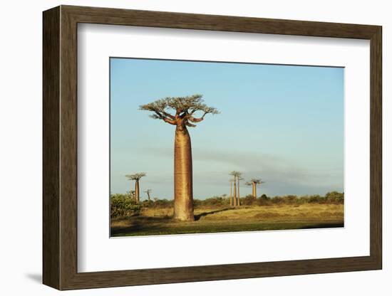 Madagascar, Morondava, Baobab Alley, View on Adansonia Grandidieri-Anthony Asael-Framed Photographic Print