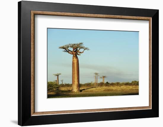 Madagascar, Morondava, Baobab Alley, View on Adansonia Grandidieri-Anthony Asael-Framed Photographic Print