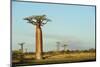 Madagascar, Morondava, Baobab Alley, View on Adansonia Grandidieri-Anthony Asael-Mounted Photographic Print