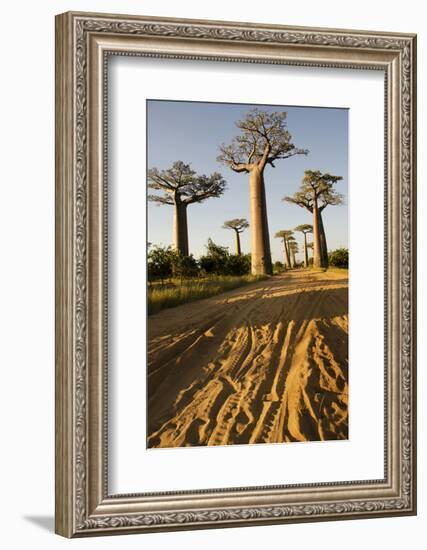 Madagascar, Morondava, Baobab Alley, View on Adansonia Grandidieri-Anthony Asael-Framed Photographic Print