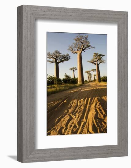 Madagascar, Morondava, Baobab Alley, View on Adansonia Grandidieri-Anthony Asael-Framed Photographic Print