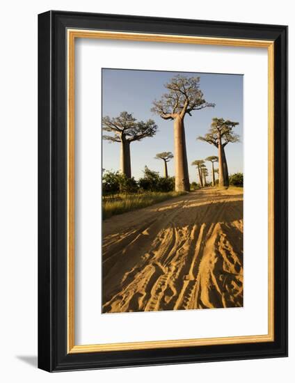 Madagascar, Morondava, Baobab Alley, View on Adansonia Grandidieri-Anthony Asael-Framed Photographic Print