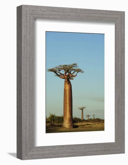 Madagascar, Morondava, Baobab Alley, View on Adansonia Grandidieri-Anthony Asael-Framed Photographic Print