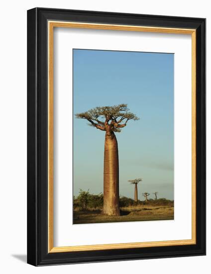 Madagascar, Morondava, Baobab Alley, View on Adansonia Grandidieri-Anthony Asael-Framed Photographic Print