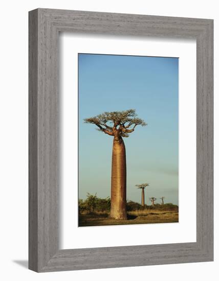 Madagascar, Morondava, Baobab Alley, View on Adansonia Grandidieri-Anthony Asael-Framed Photographic Print