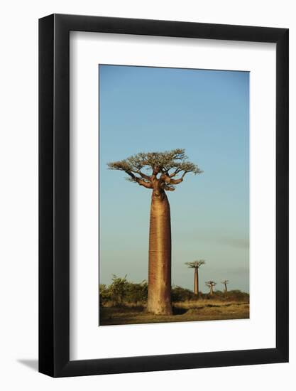 Madagascar, Morondava, Baobab Alley, View on Adansonia Grandidieri-Anthony Asael-Framed Photographic Print