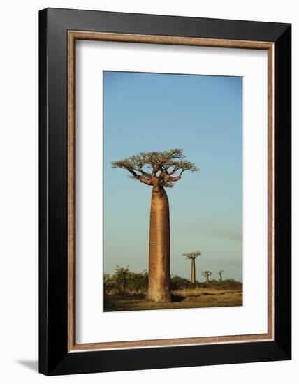 Madagascar, Morondava, Baobab Alley, View on Adansonia Grandidieri-Anthony Asael-Framed Photographic Print