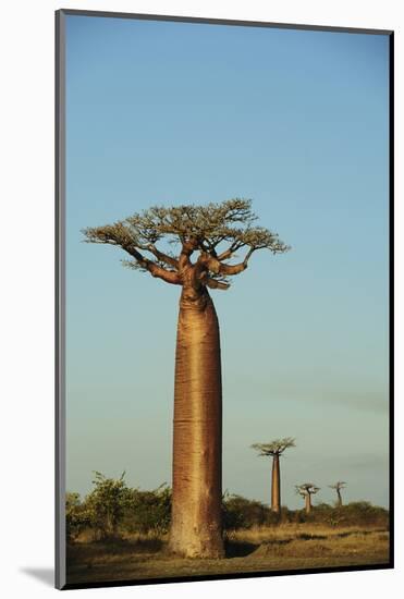 Madagascar, Morondava, Baobab Alley, View on Adansonia Grandidieri-Anthony Asael-Mounted Photographic Print