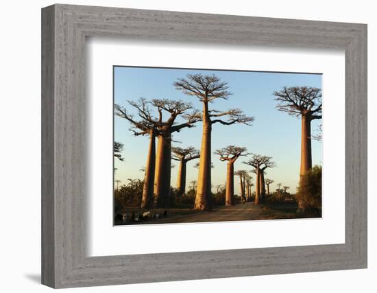 Madagascar, Morondava, Baobab Alley, View on Adansonia Grandidieri-Anthony Asael-Framed Photographic Print