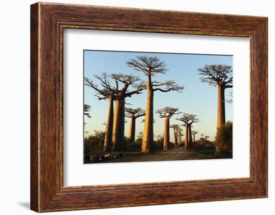 Madagascar, Morondava, Baobab Alley, View on Adansonia Grandidieri-Anthony Asael-Framed Photographic Print