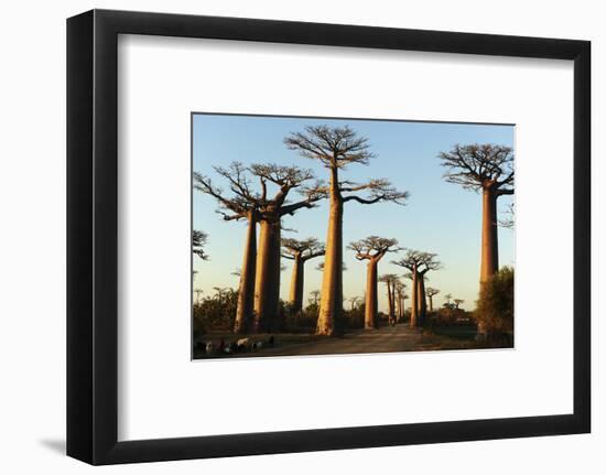 Madagascar, Morondava, Baobab Alley, View on Adansonia Grandidieri-Anthony Asael-Framed Photographic Print