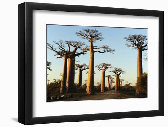 Madagascar, Morondava, Baobab Alley, View on Adansonia Grandidieri-Anthony Asael-Framed Photographic Print