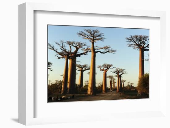 Madagascar, Morondava, Baobab Alley, View on Adansonia Grandidieri-Anthony Asael-Framed Photographic Print